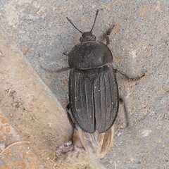 Silpha puncticollis