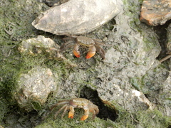 Parasesarma