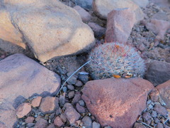 Mammillaria petrophila