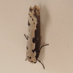 Ethmia bipunctella