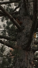 Sciurus vulgaris