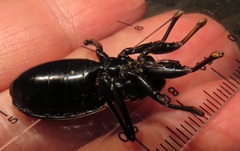 Ectrichodia crux