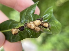 Neuroterus quercusirregularis