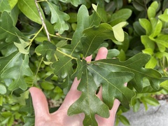 Neuroterus quercusirregularis