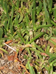 Carpobrotus dimidiatus
