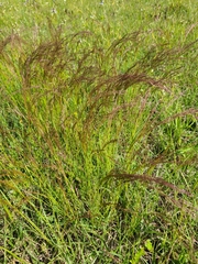Agrostis hyemalis