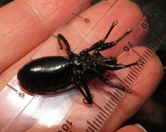 Ectrichodia crux