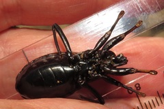 Ectrichodia crux
