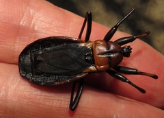 Ectrichodia crux