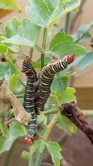 Didugua argentilinea