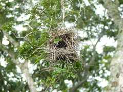 Phacellodomus rufifrons