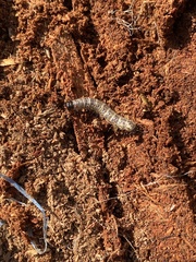 Scolecocampa liburna