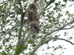 Phacellodomus rufifrons