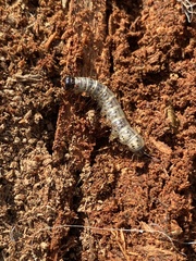 Scolecocampa liburna