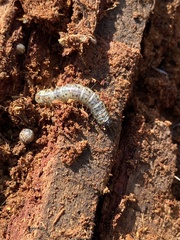 Scolecocampa liburna