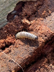 Scolecocampa liburna