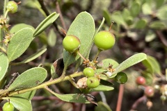 Arctostaphylos bakeri bakeri