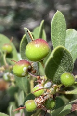 Arctostaphylos bakeri bakeri