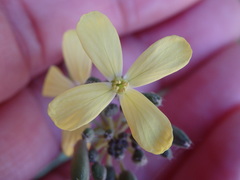 Coincya monensis cheiranthos