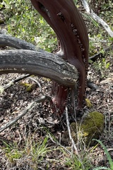 Arctostaphylos bakeri bakeri