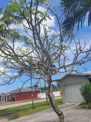 Plumeria