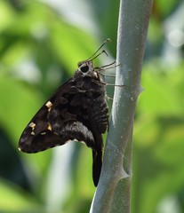 Codatractus alcaeus alcaeus