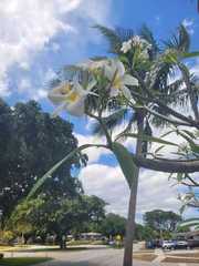 Plumeria