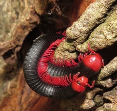 Orthoporoides