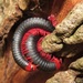 Corrugated Black Millipede - Photo (c) magdastlucia, some rights reserved (CC BY-NC), uploaded by magdastlucia