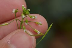 Arabidopsis thaliana