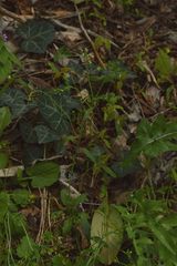 Arabidopsis thaliana