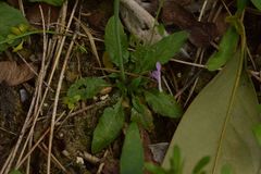 Arabidopsis thaliana