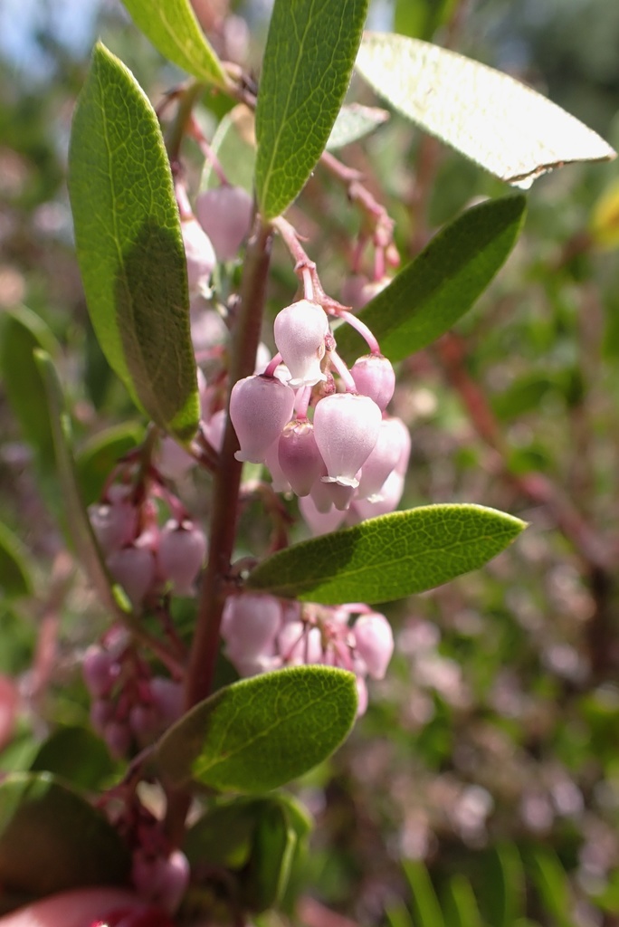 Arctostaphylos densiflora, Sonoma County, US-CA, US