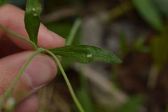 Arabidopsis thaliana