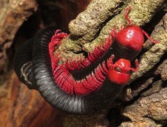 Orthoporoides