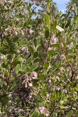 Arctostaphylos densiflora