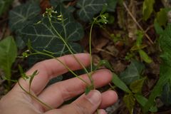 Arabidopsis thaliana