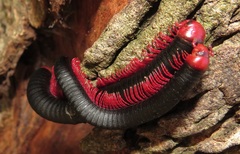 Orthoporoides