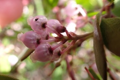 Arctostaphylos densiflora