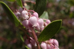 Arctostaphylos densiflora