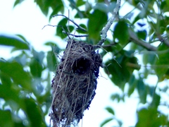 Todirostrum cinereum