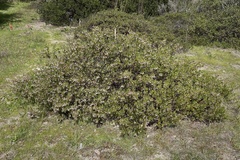 Arctostaphylos densiflora