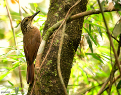 Dendrocolaptes platyrostris