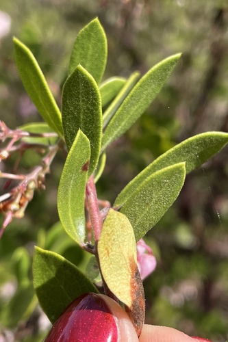 Arctostaphylos densiflora