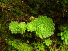 Prometheum pilosum