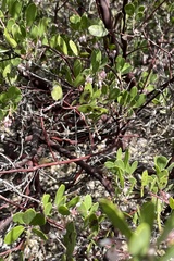 Arctostaphylos densiflora