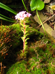 Prometheum pilosum