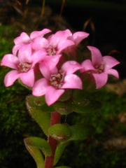 Prometheum pilosum