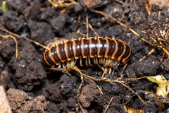 Semionellus placidus