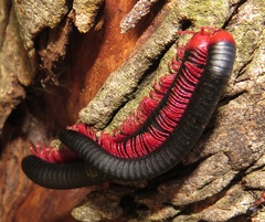 Orthoporoides